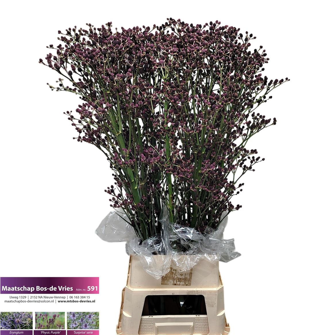 Eryn Gi Red Surprise 120cm