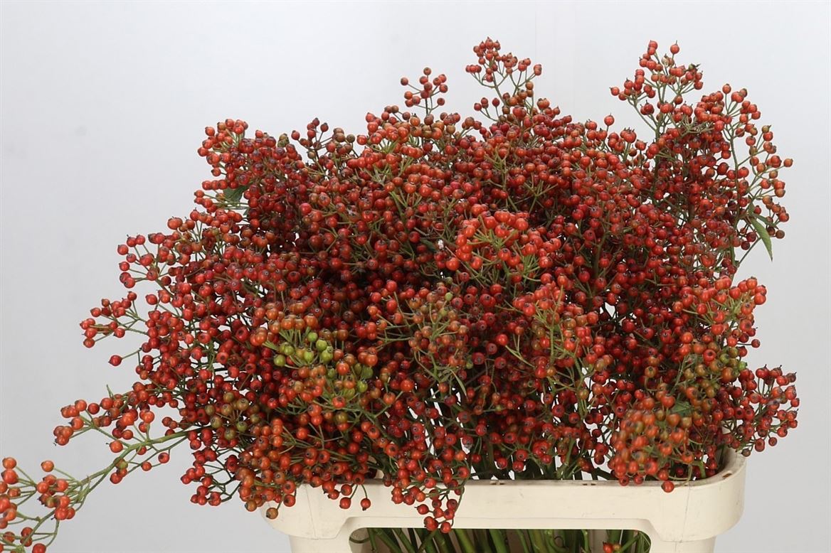 Rosa Aut Rosefruits 80cm