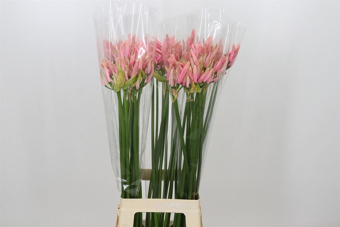 Ne Elegance Casandra 80cm
