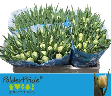 Tulipa Double Avant Garde 38cm 34gram