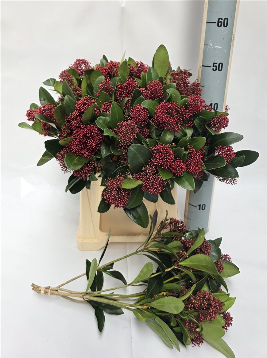 Skimmia Japonica Rubella 45cm
