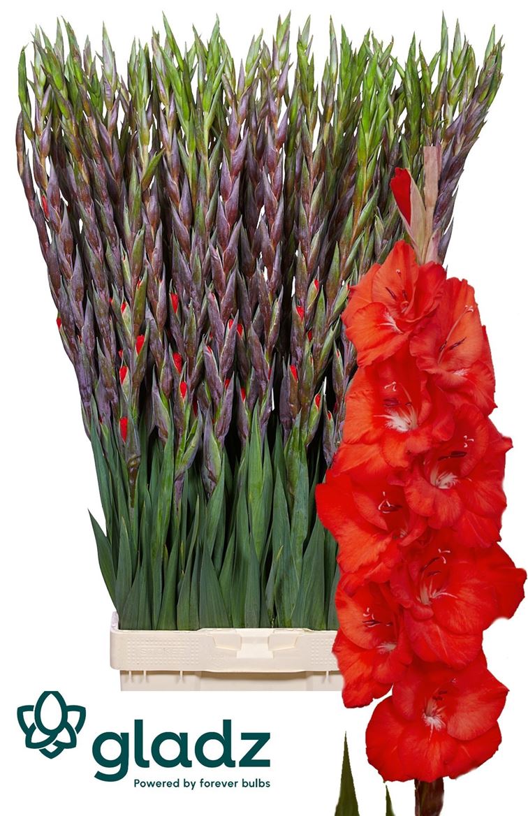 Gladiolus Bunga 120cm 180gram
