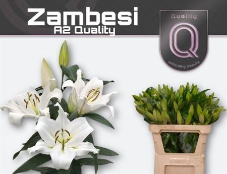 Lilium Ot Zambesi 70cm 3/5bl