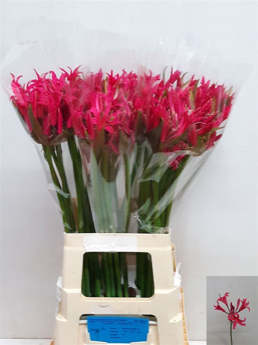 Ne Bo El Pink Spunky 80cm