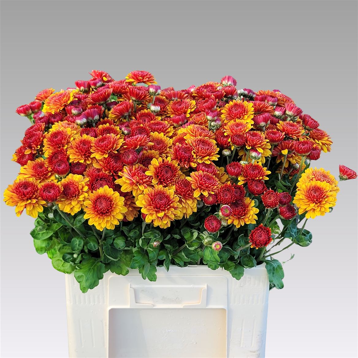 Chrys Spray Wendy 60cm 65gram