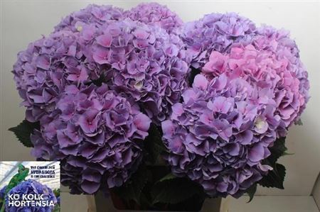 Hydrangea Cassanova 80cm 19Ø