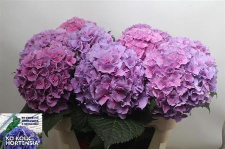 Hydrangea Cassanova 80cm 19Ø