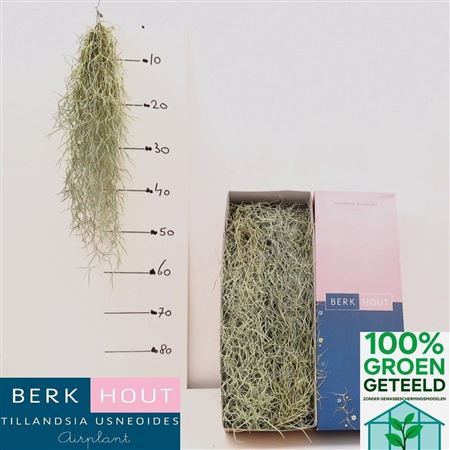 Till Usneoides