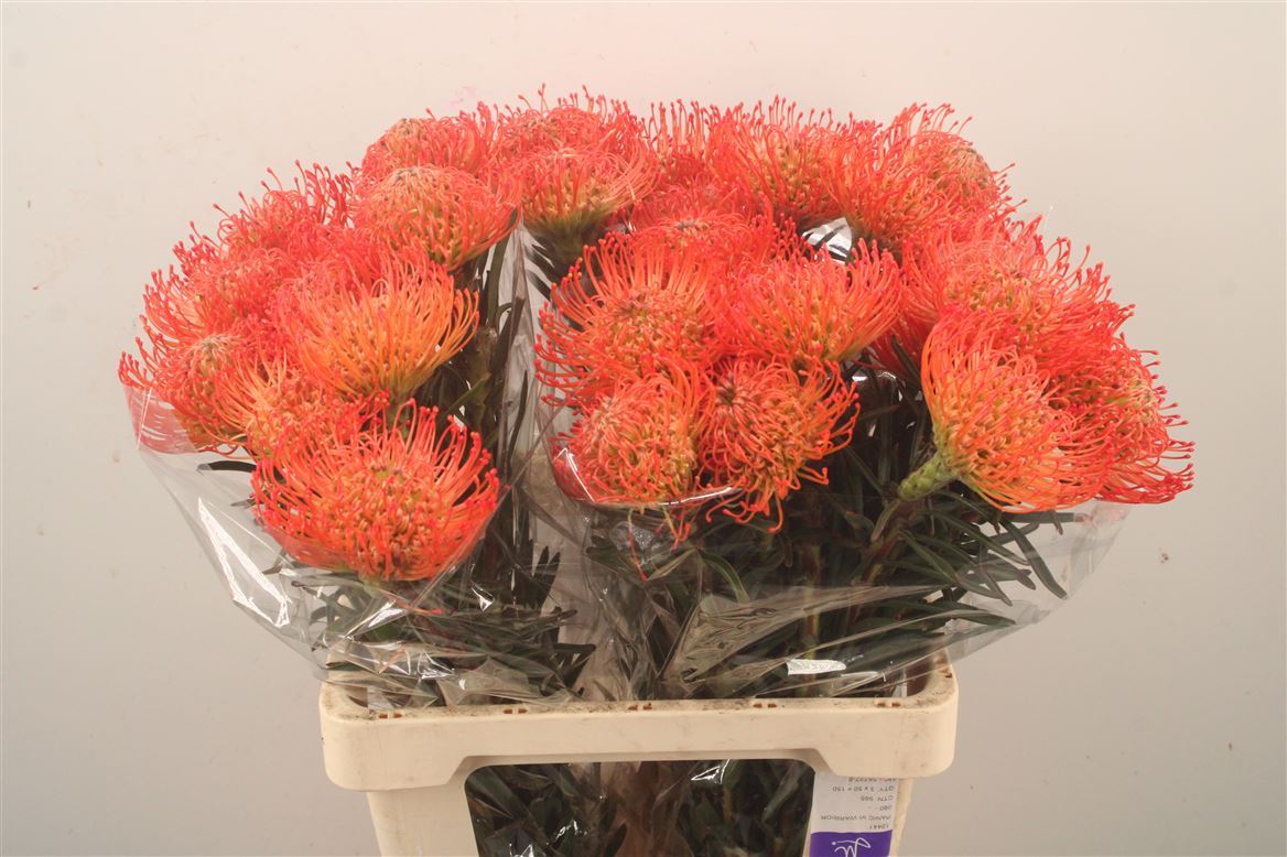Leucospermum Succession 60cm