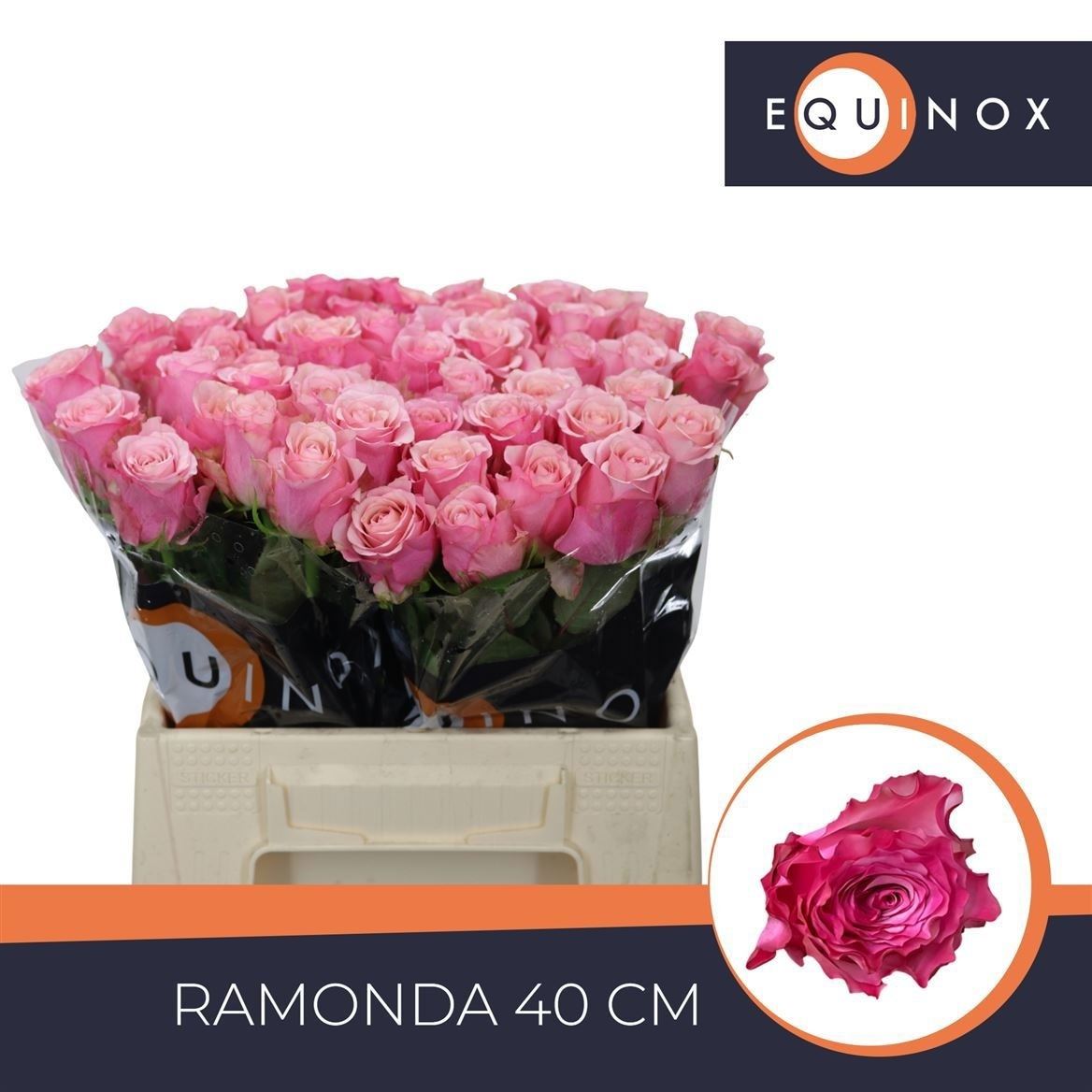 Rosa Ramonda 40cm