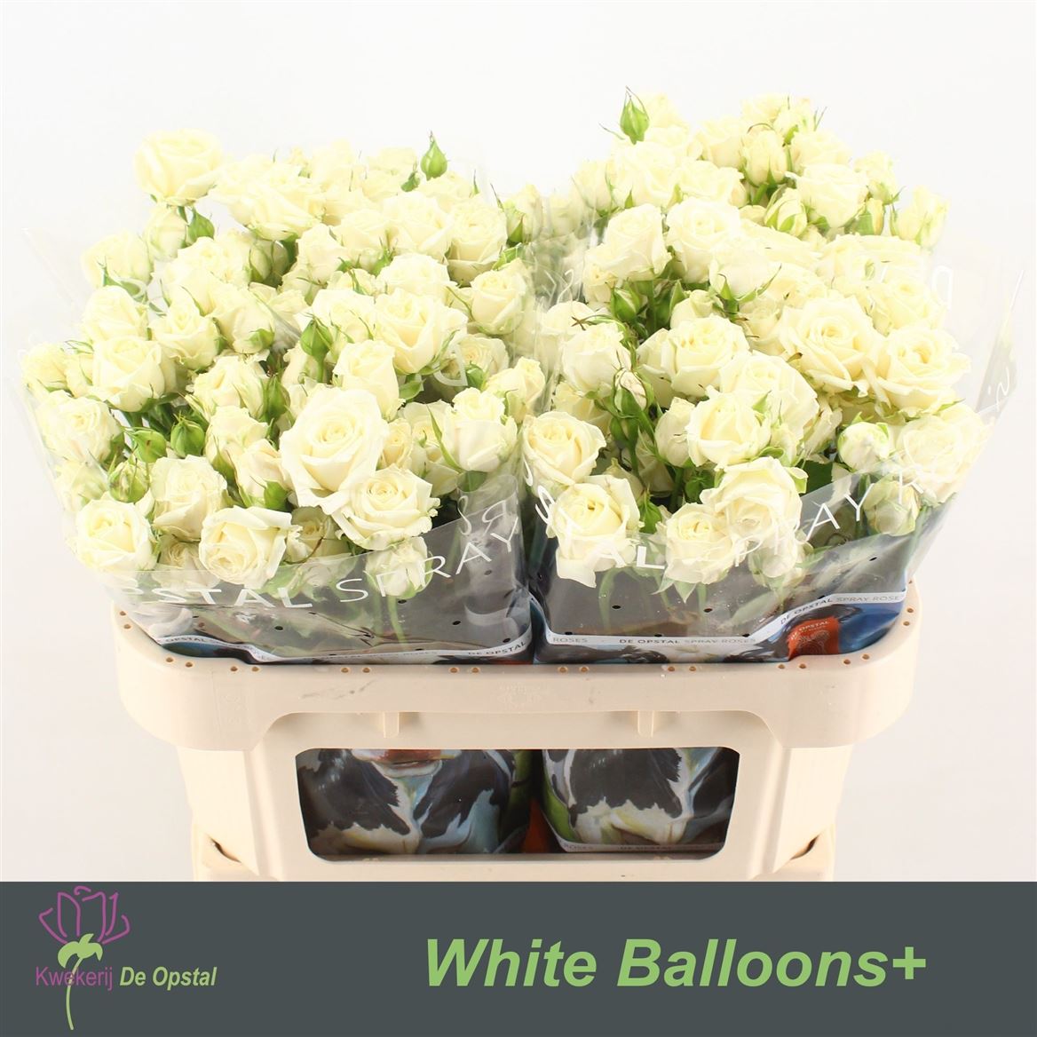 Rosa Spr White Balloons 70cm