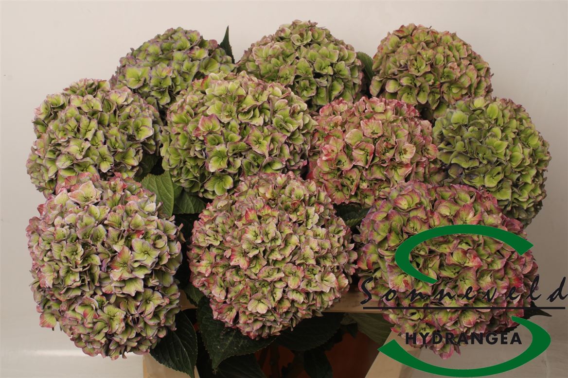 Hydrangea Rodeo Classic Pink 70cm 22Ø