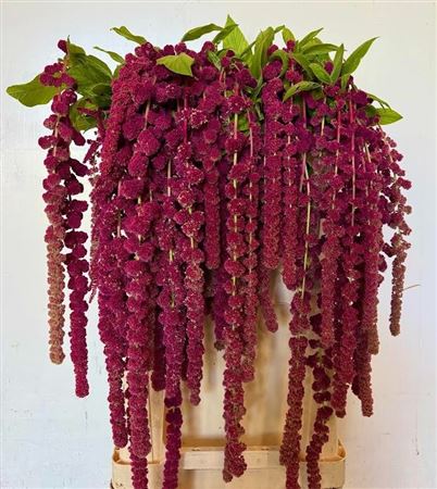 Amaranthus Hang Rosary 80cm