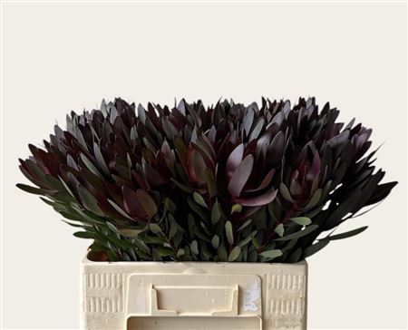 Leucadendron Safari Sunset 60cm