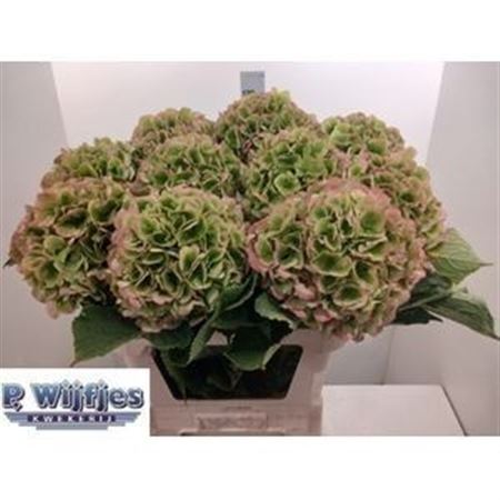 Hydrangea Verena Classic Pink 80cm 20Ø
