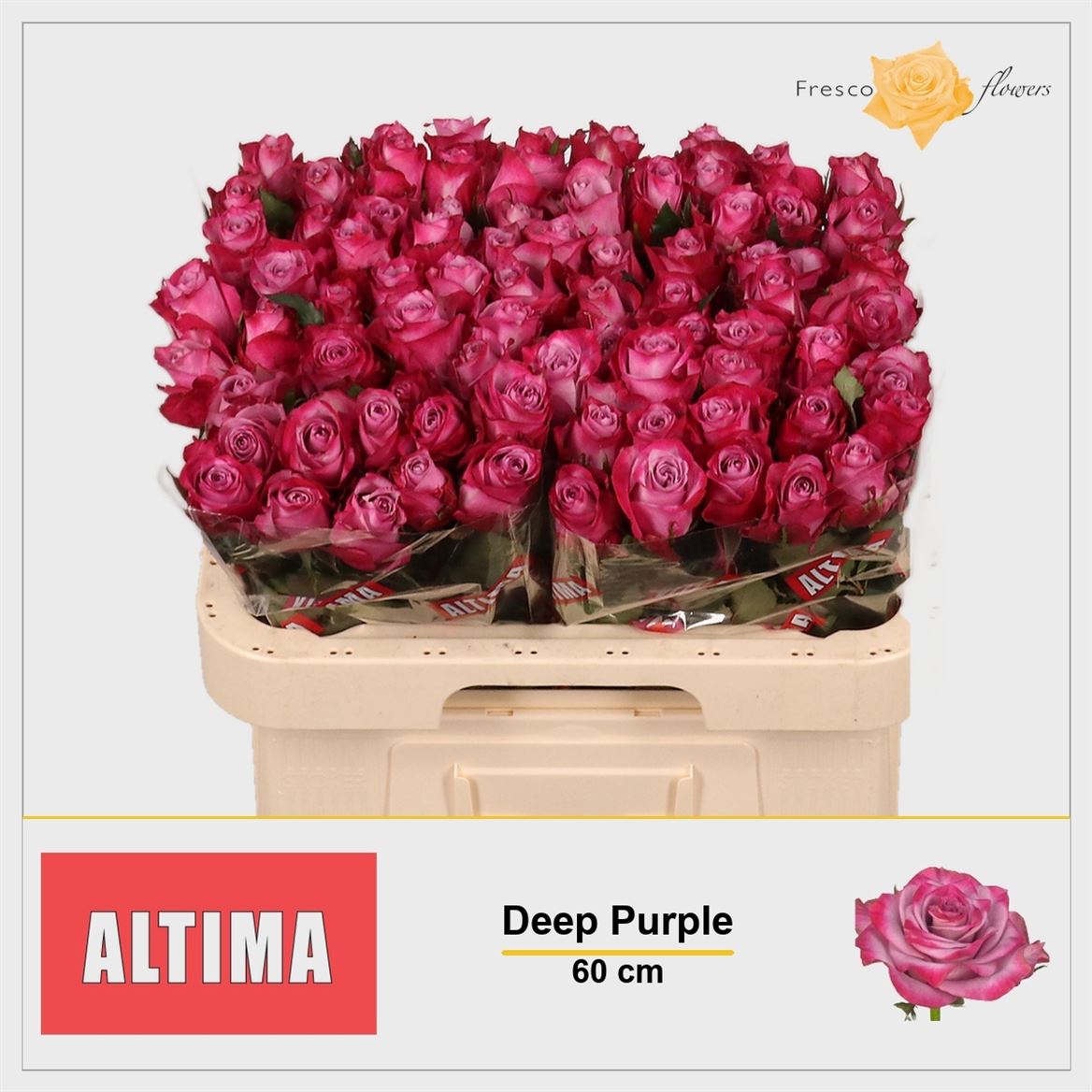 Rosa Deep Purple 60cm