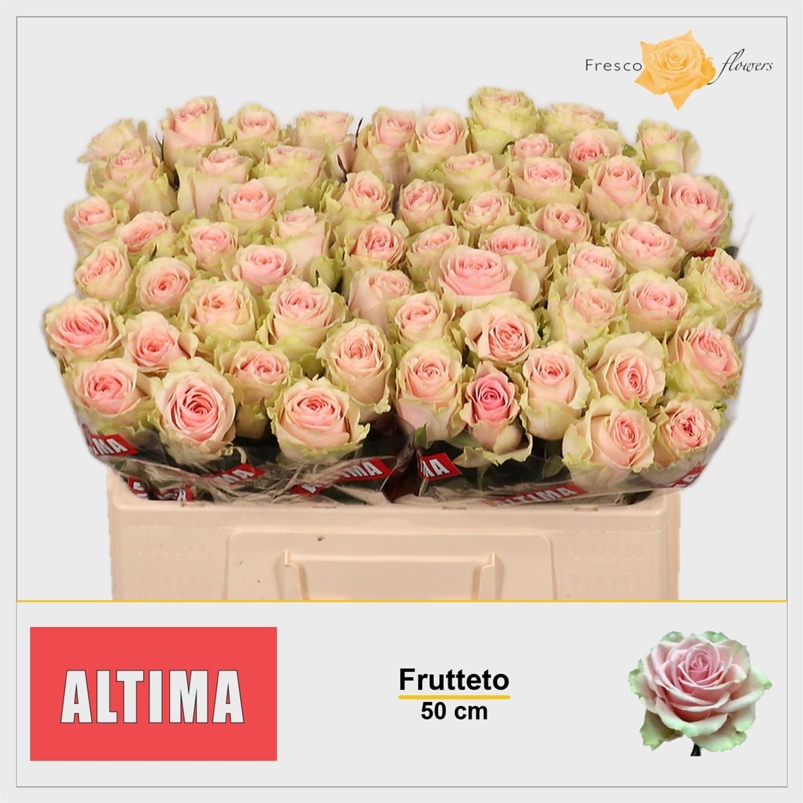Rosa Frutteto 50cm