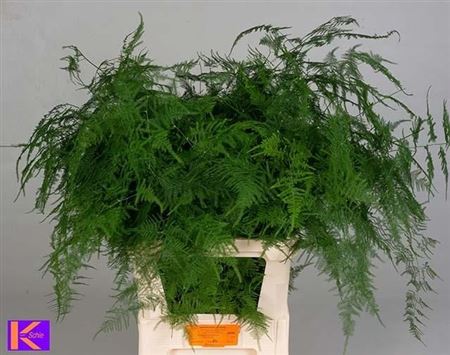 Asparagus Setaceus 85cm