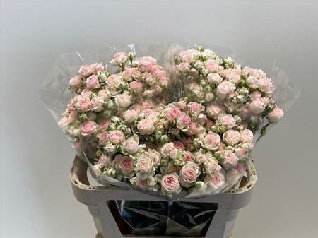 Rosa Spr Kate-lynn 70cm