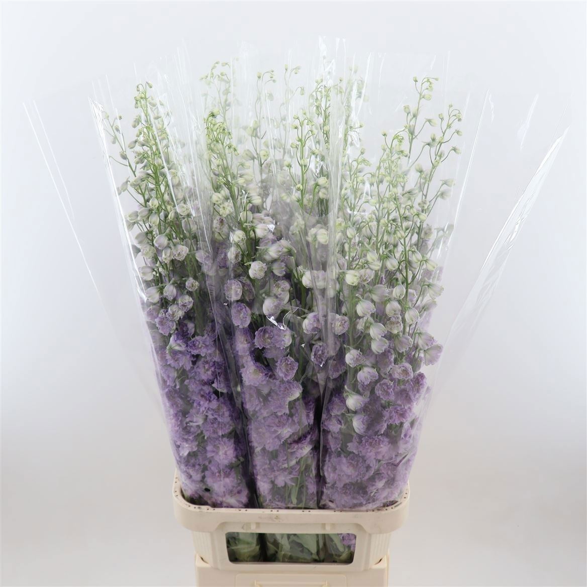 Delphinium Del Pink Power 120cm