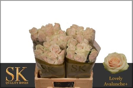 Rosa Lovely Avalanc+ 50cm