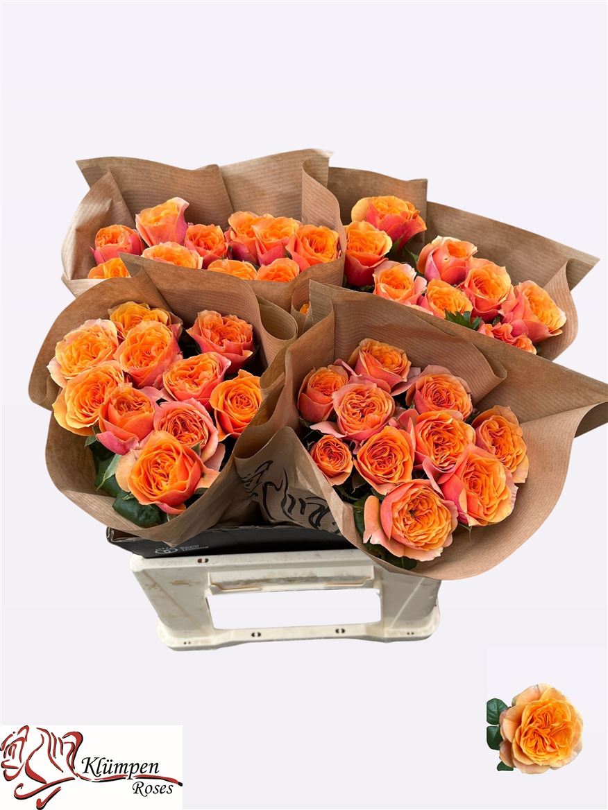 Rosa Southpark 40cm