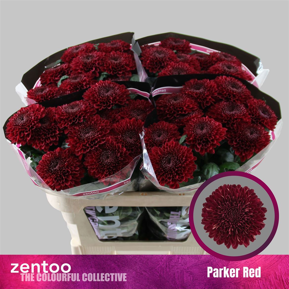 Chrys Single Parker Red 70cm 80gram