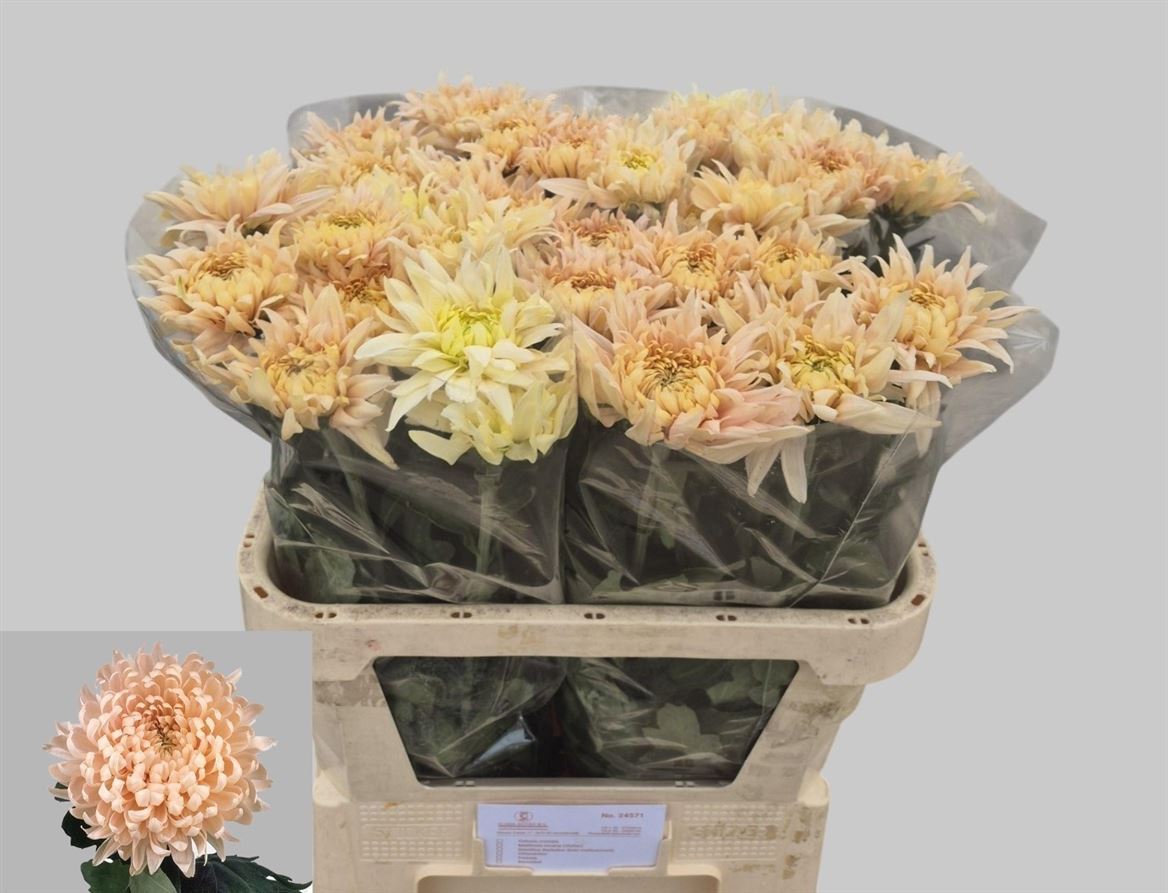 Chrys Single Avignon 80cm 80gram