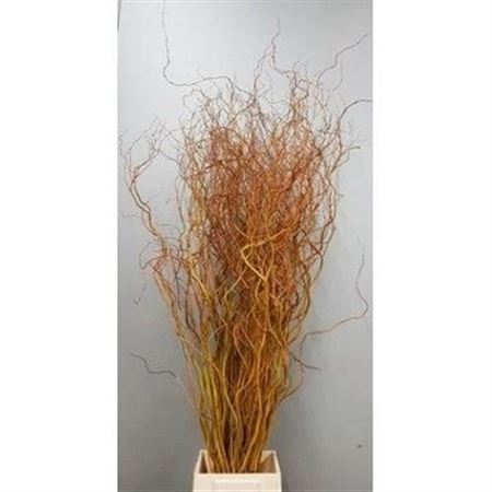 Salix Golden Curls 120cm