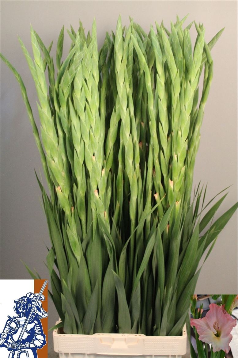 Gladiolus Careless 120cm 210gram