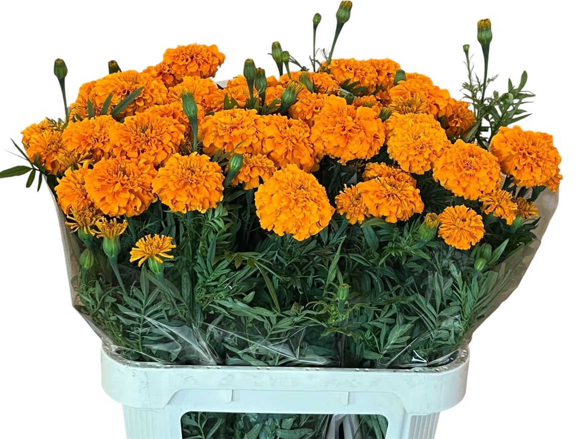 Tage E Co Deep Orang 80cm