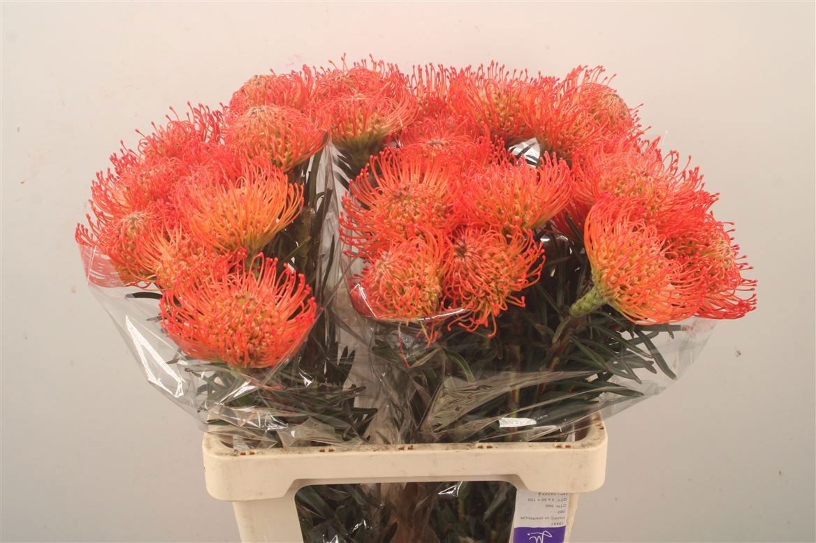 Leucospermum Succession 60cm