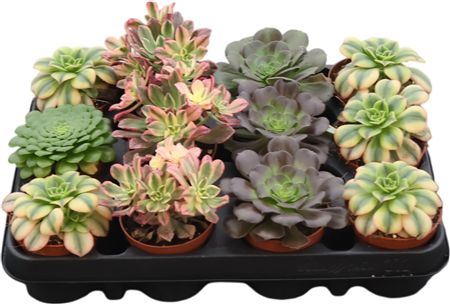 Aeonium Gemengd