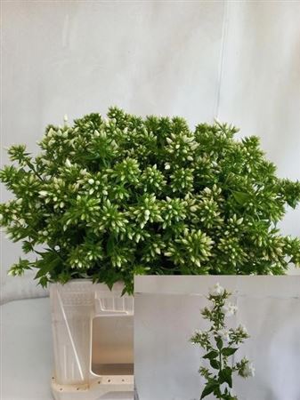 Phlox P Mag Snowdrpz 50cm