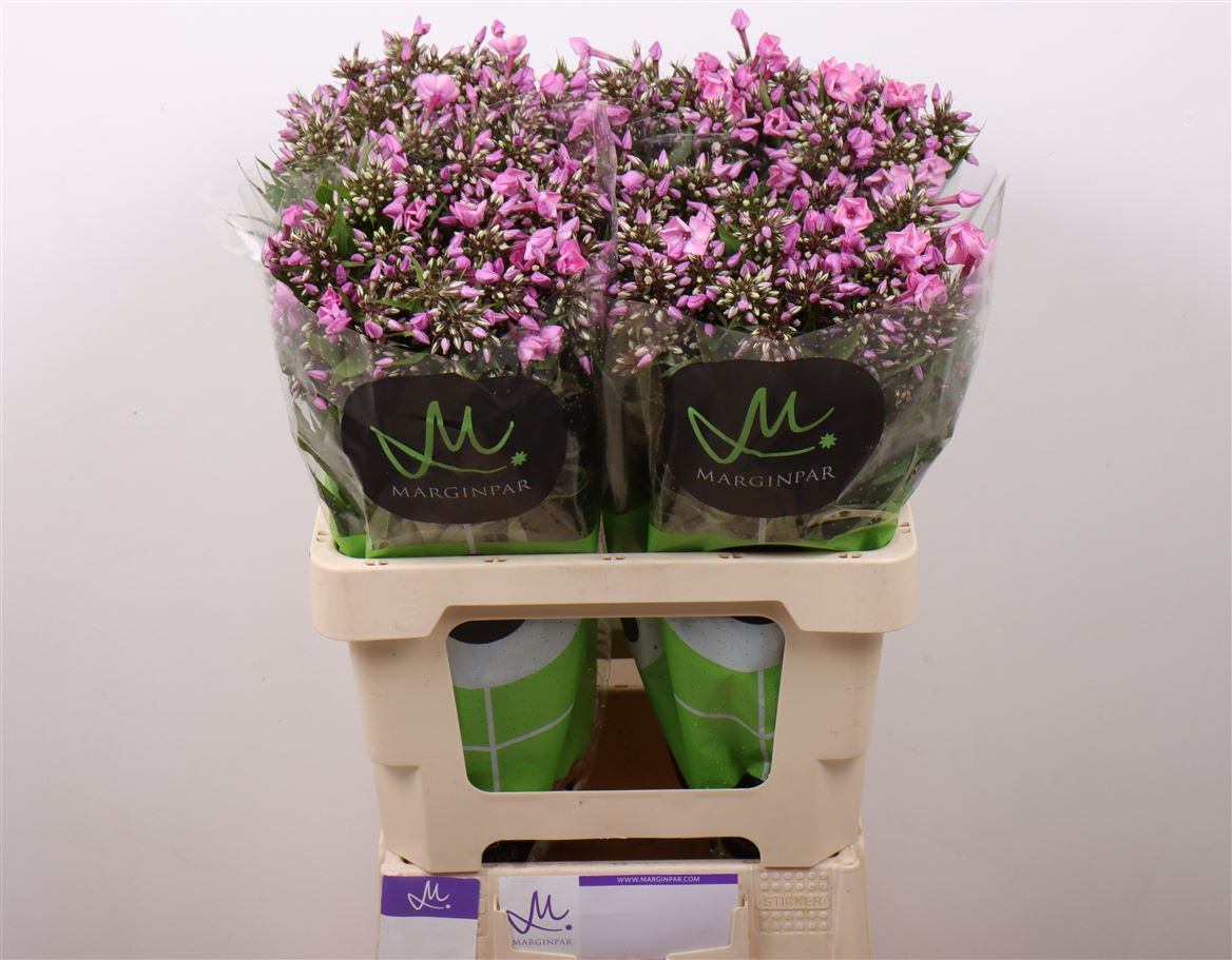 Phlox P Pink Eyes 60cm