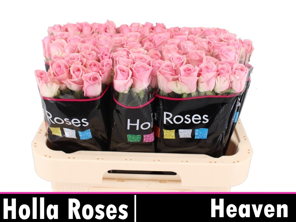 Rosa Heaven 50cm