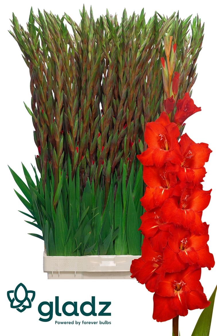 Gladiolus Chinon 120cm 180gram