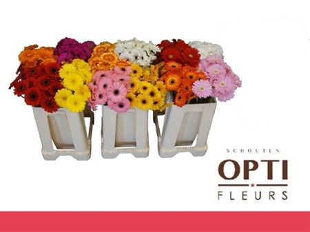 Gerbera Mini Asst Rainbow
