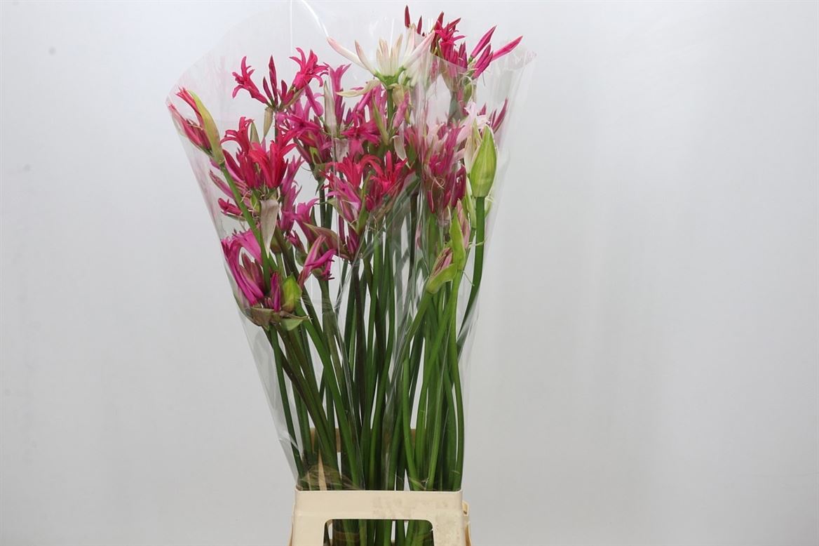 Ne Bo Gem In Bos 80cm