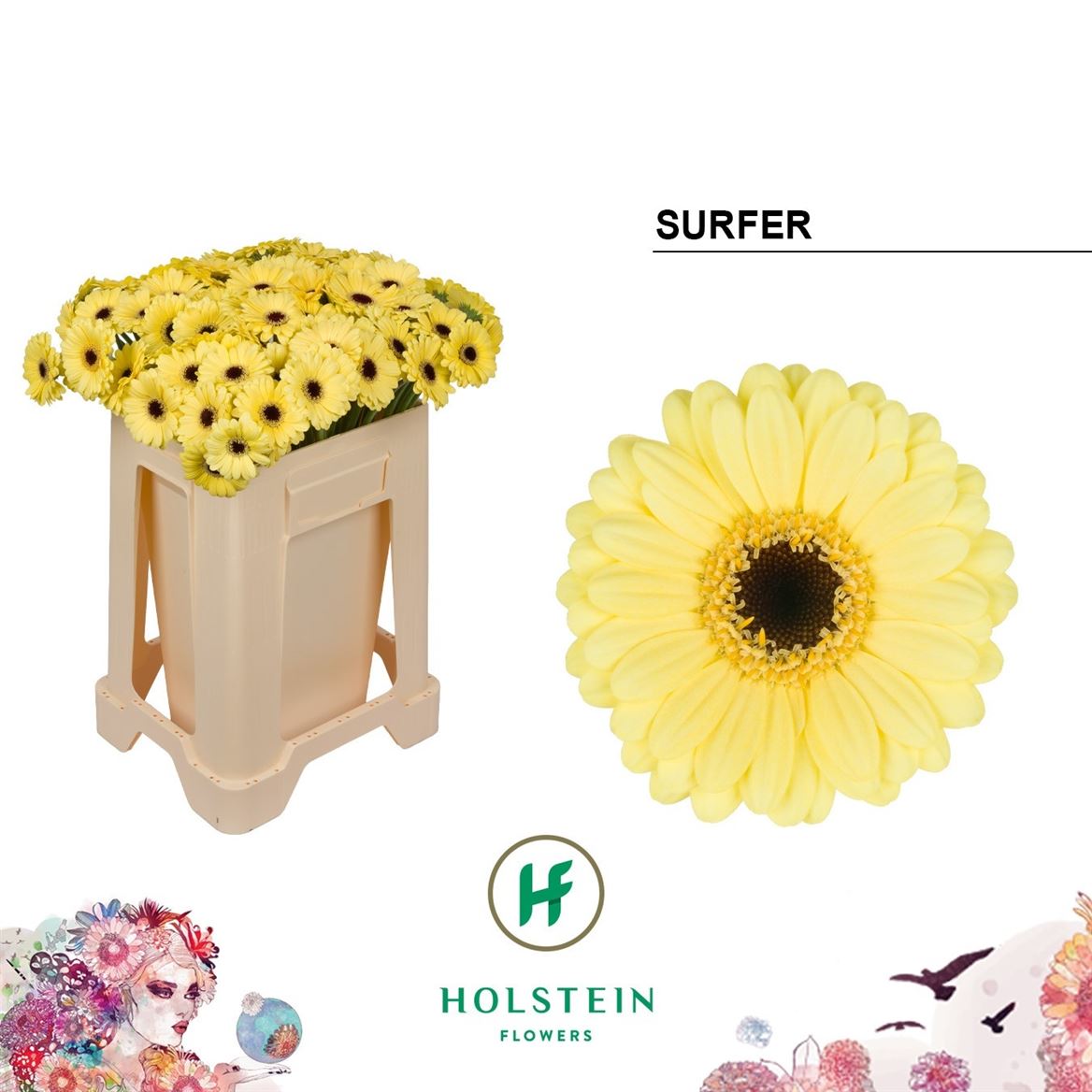 Gerbera Mini Surfer