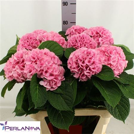 Hydrangea My Vienna 80cm 18Ø