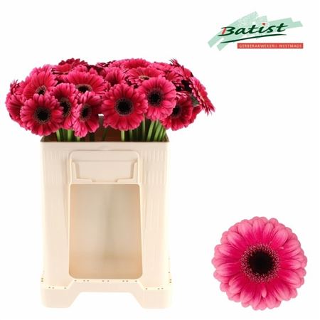 Gerbera Mini Amelie