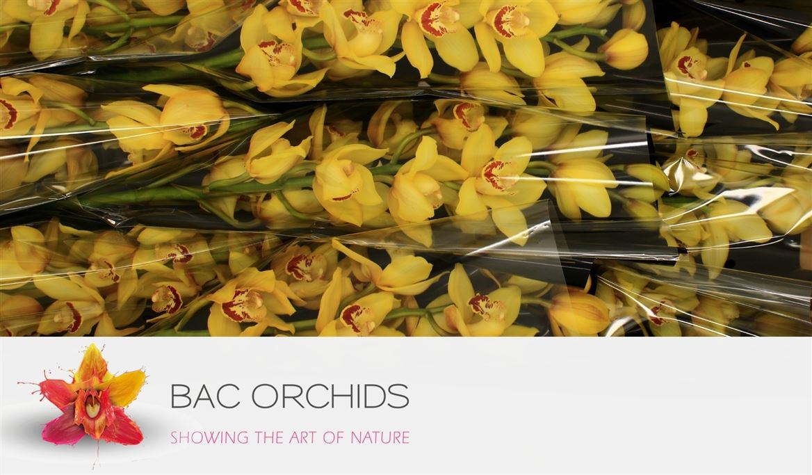 Cymbidium Yellow Cab 8/11bl