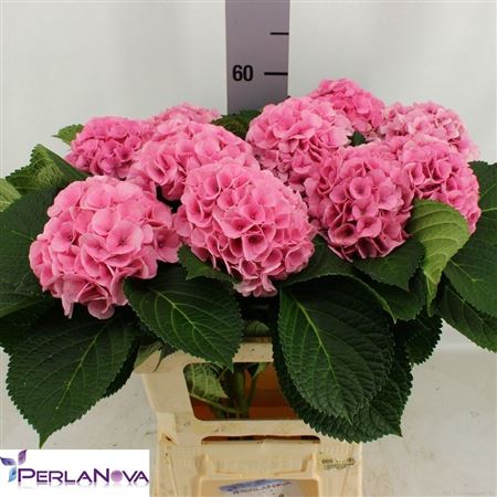 Hydrangea My Vienna 60cm 16Ø
