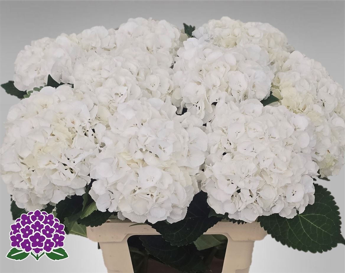 Hydrangea Royal Princess 60cm 20Ø