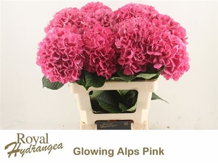 Hydrangea Glowing Alps Pink 60cm 15Ø