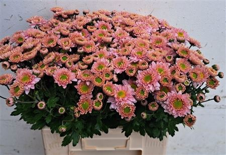 Chrysant Tbu Danielle Ros 60cm 60gram
