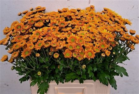 Chrysant Tbu Danielle Bro 60cm 60gram