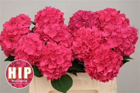 Hydrangea Rodeo Dark Pink 40cm 12Ø