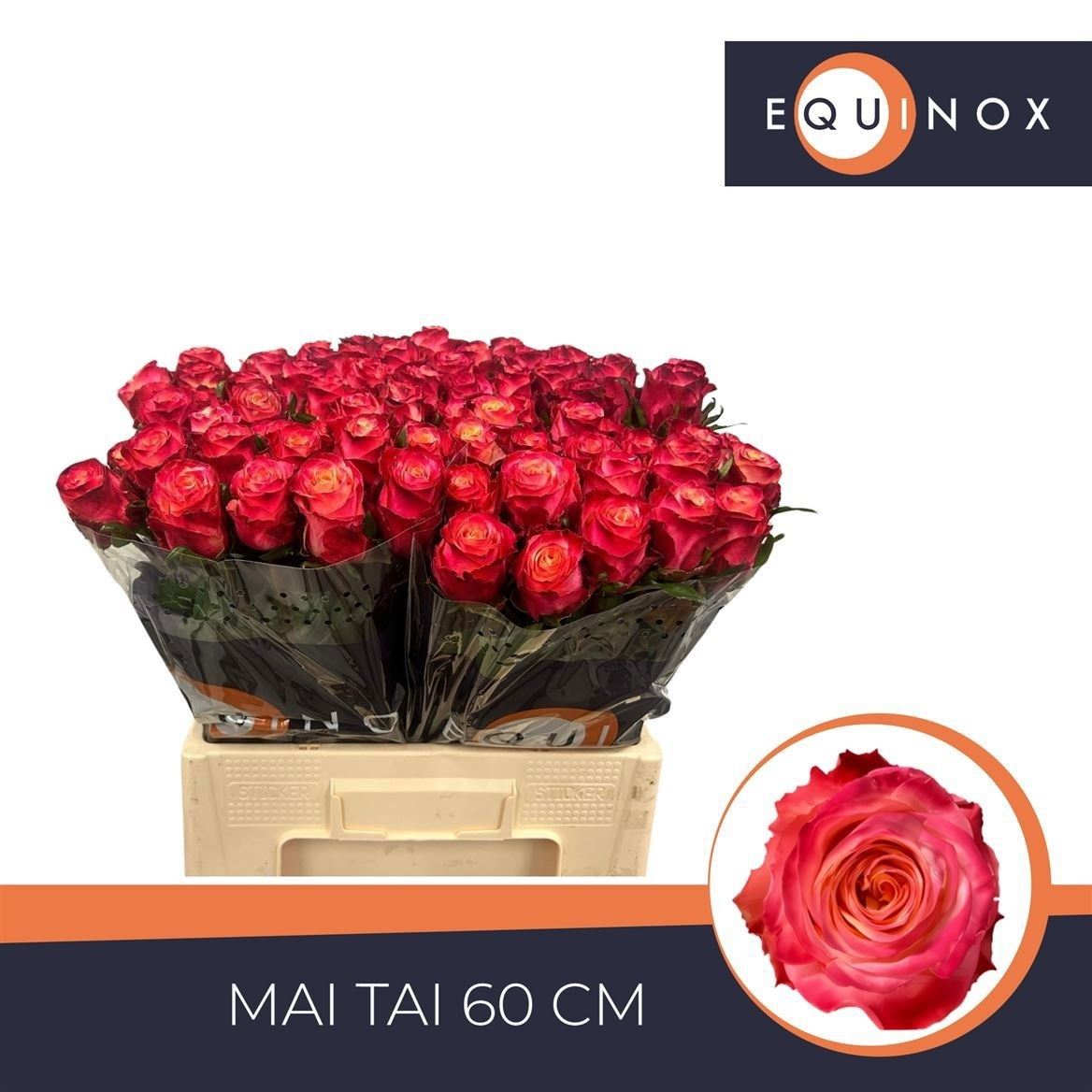 Rosa Mai Tai 60cm